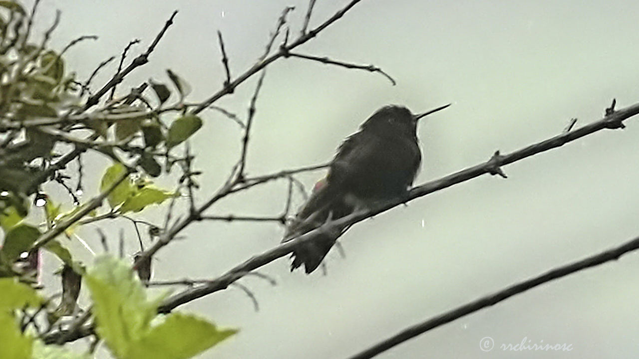 Black metaltail
