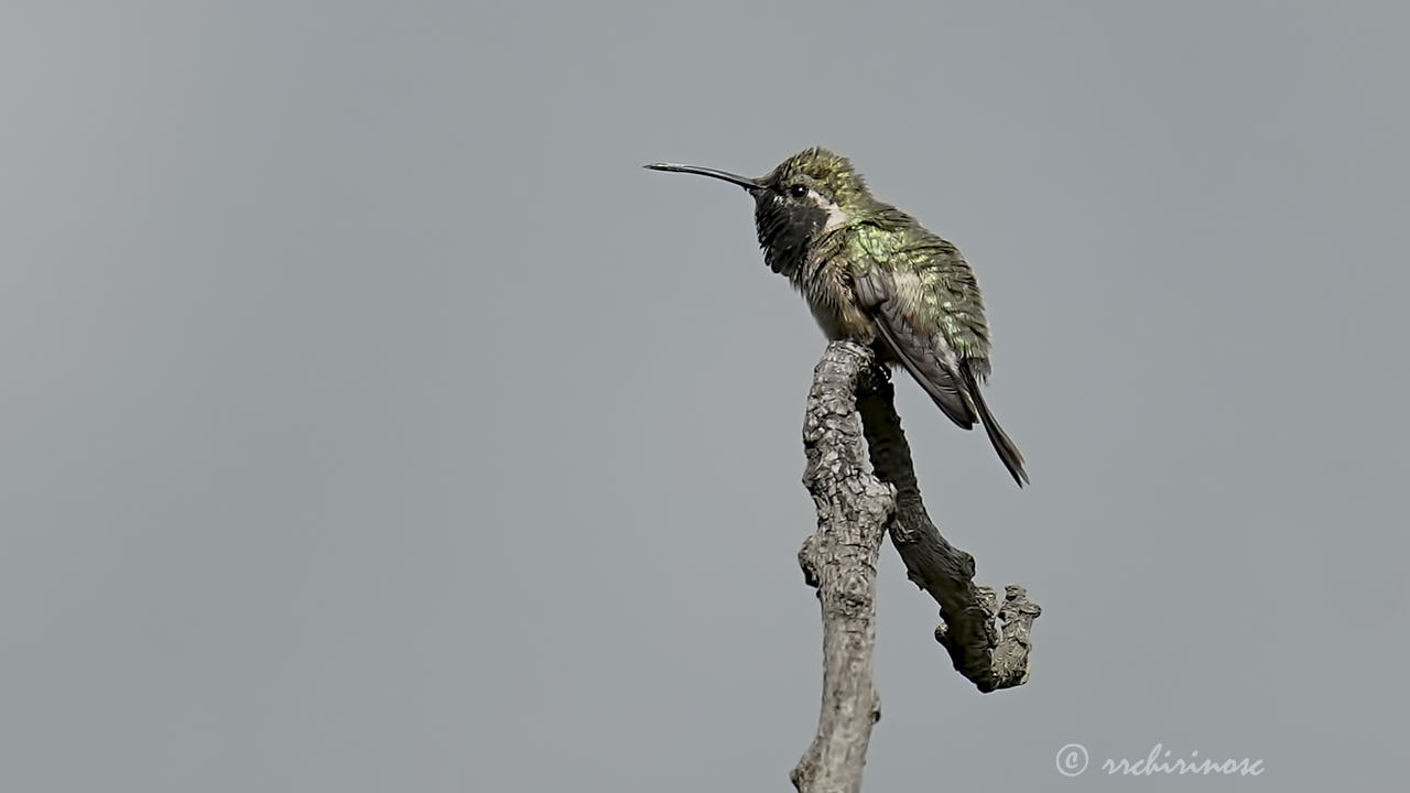 Purple-collared woodstar