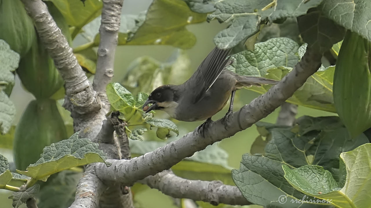 Rusty-bellied brushfinch