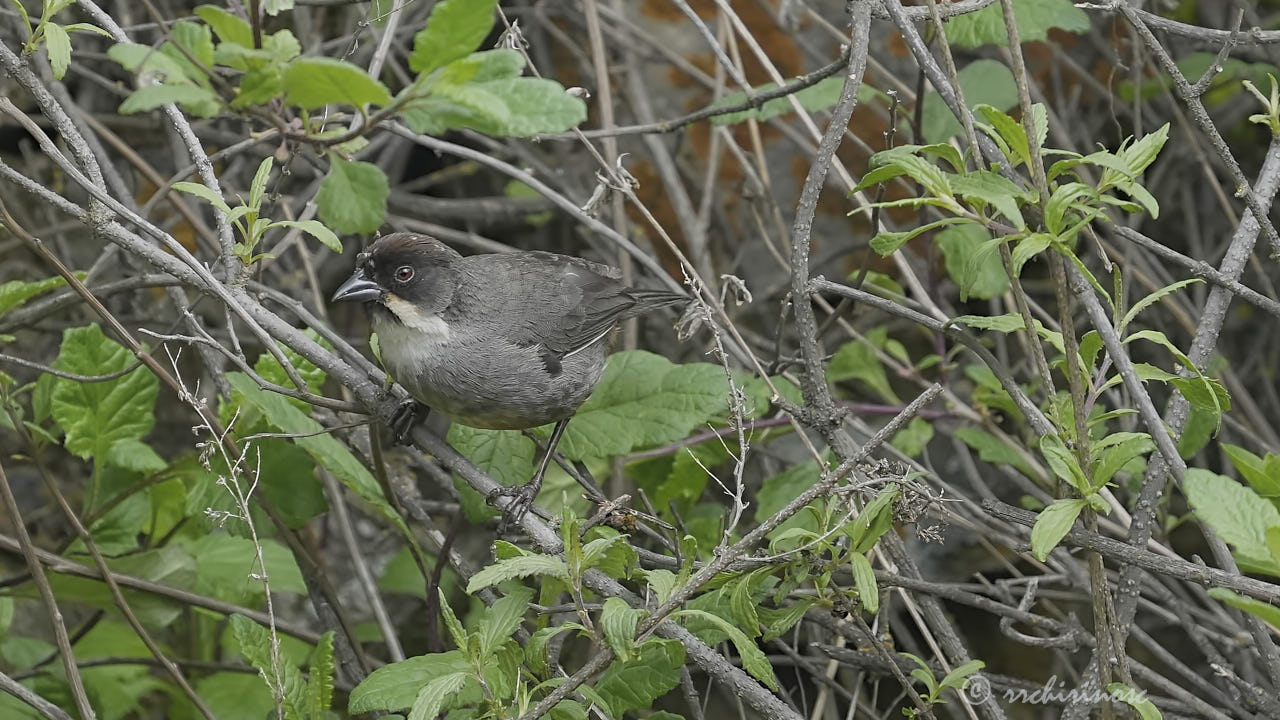 Rusty-bellied brushfinch