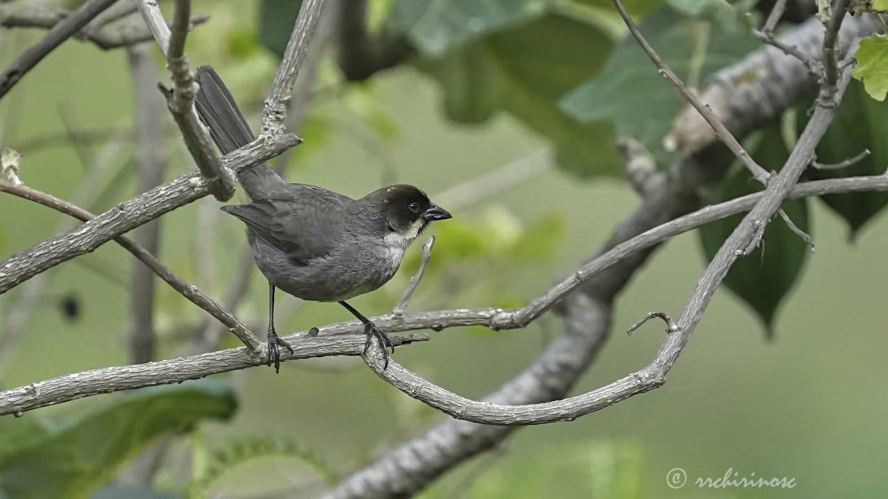 Rusty-bellied brushfinch