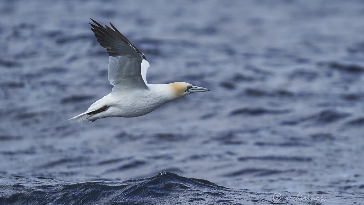 Northern gannet