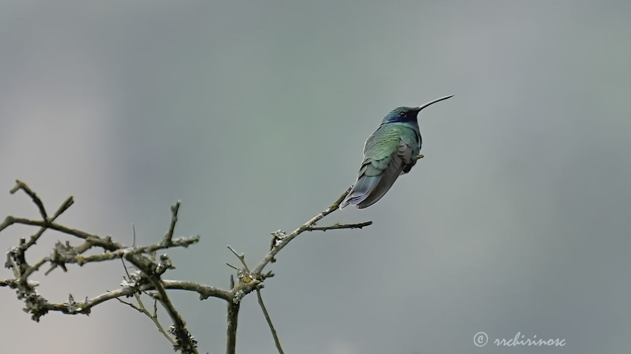 Sparkling violetear