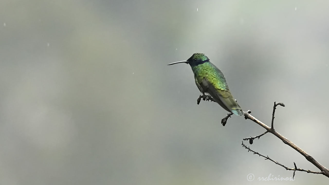 Sparkling violetear
