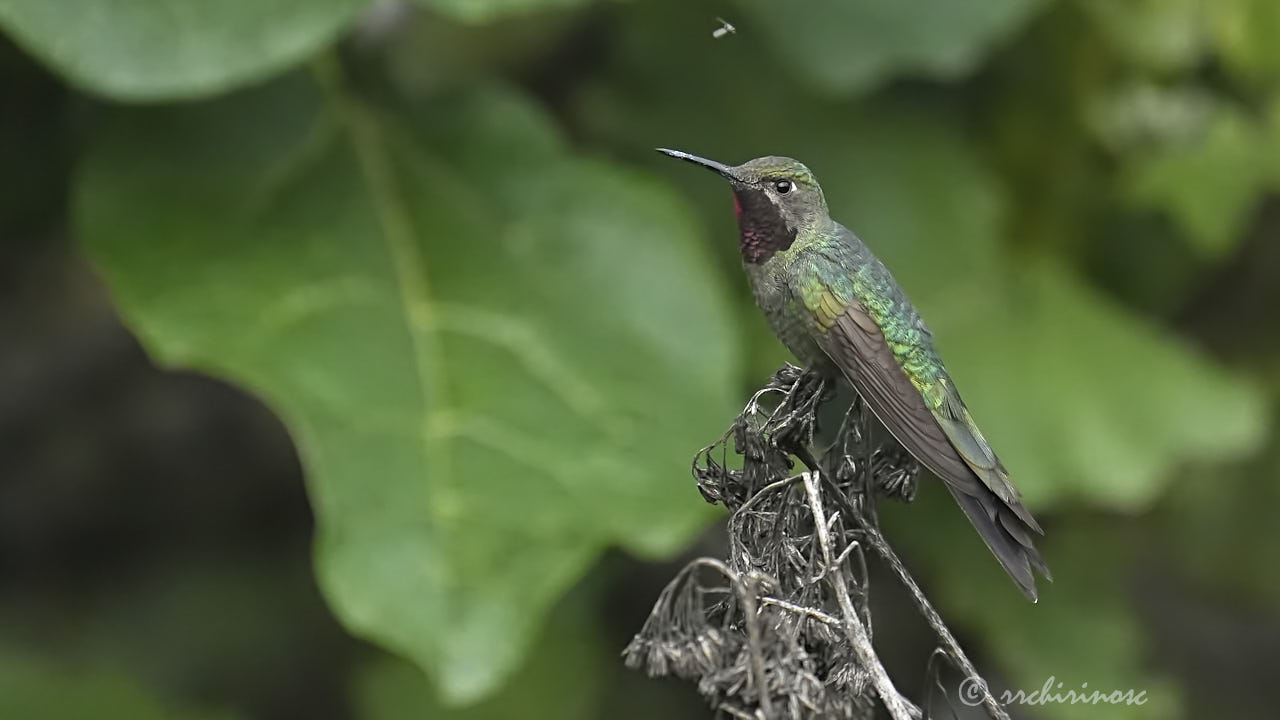 Bronze-tailed comet