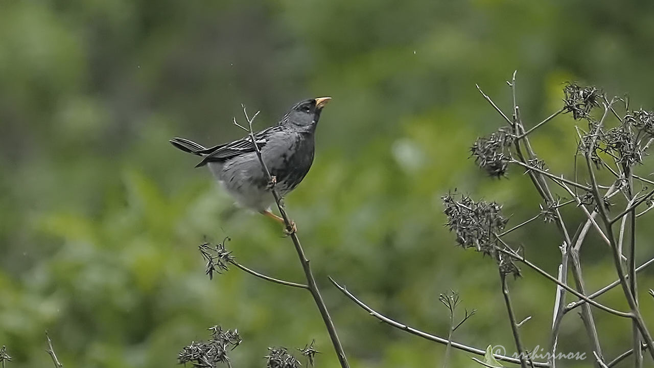 Mourning sierra finch