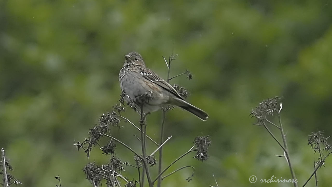 Mourning sierra finch