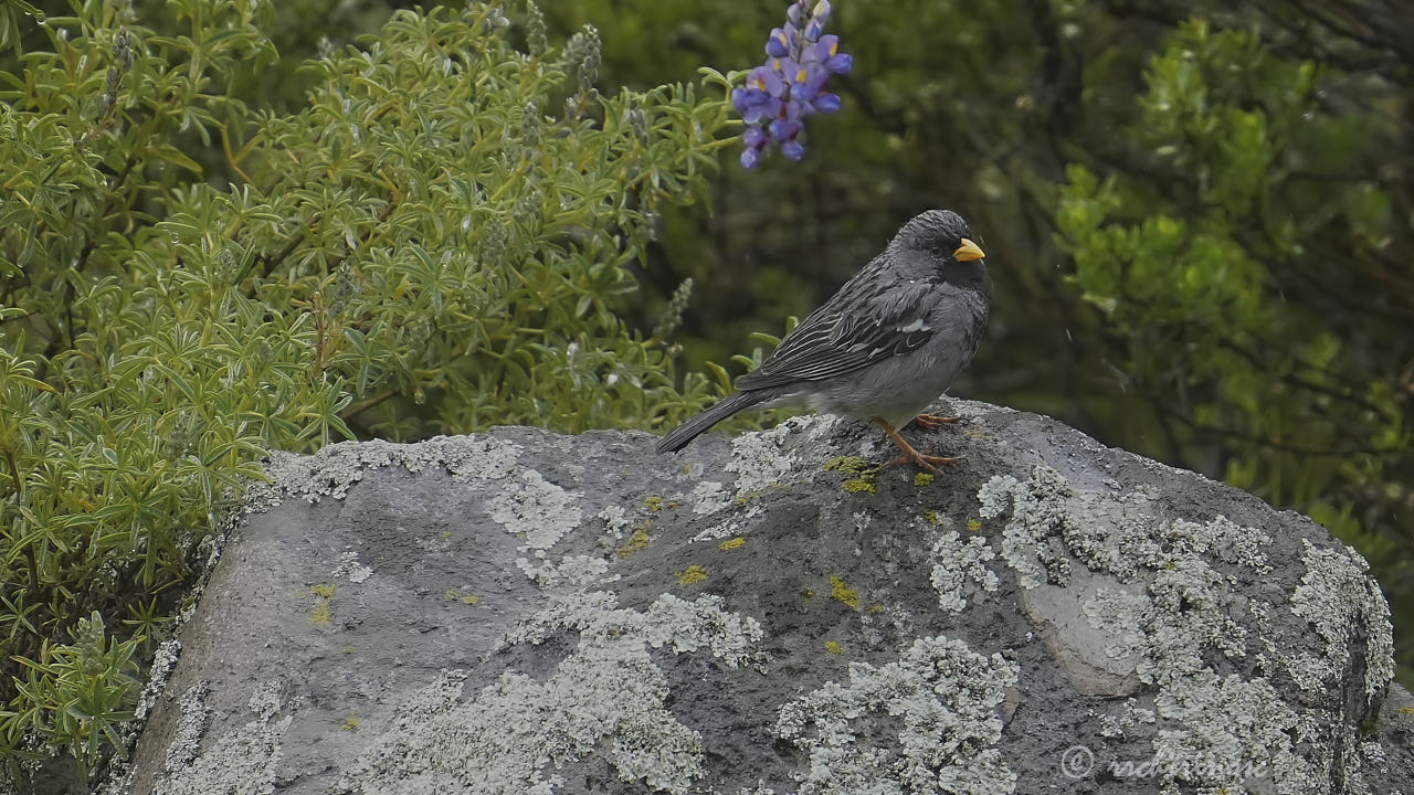 Mourning sierra finch