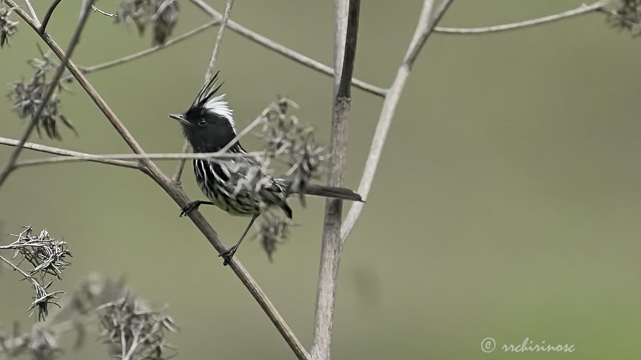 Pied-crested tit-tyrant