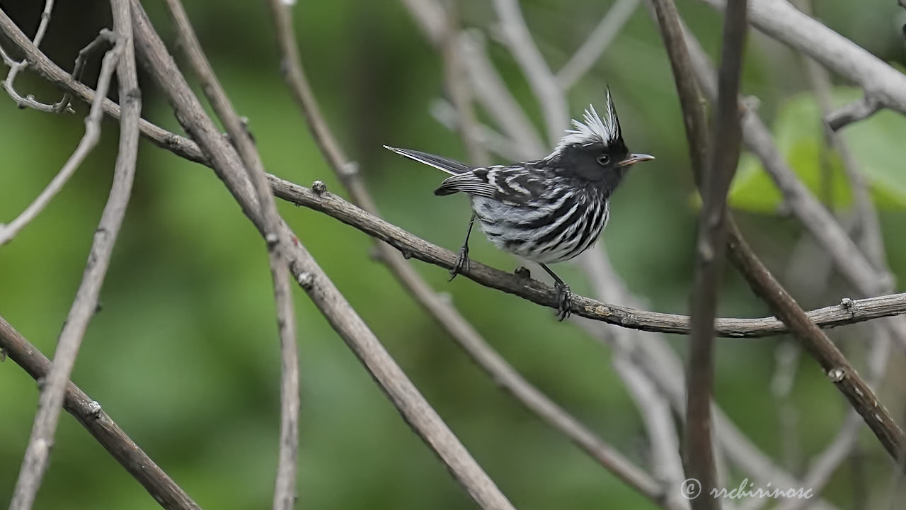 Pied-crested tit-tyrant