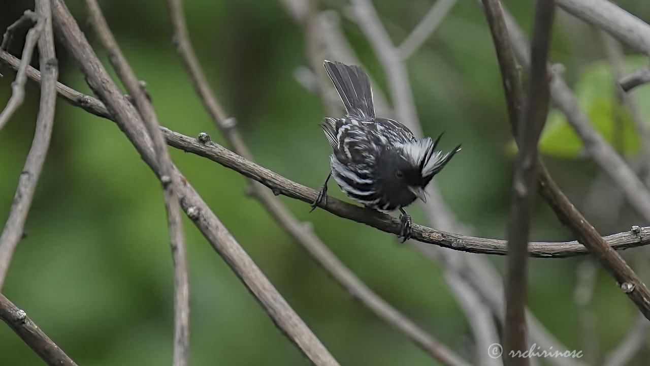 Pied-crested tit-tyrant