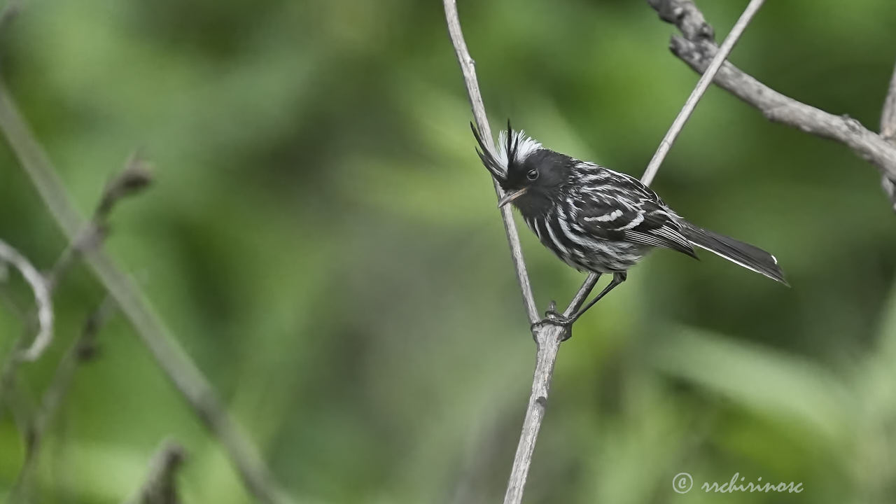 Pied-crested tit-tyrant