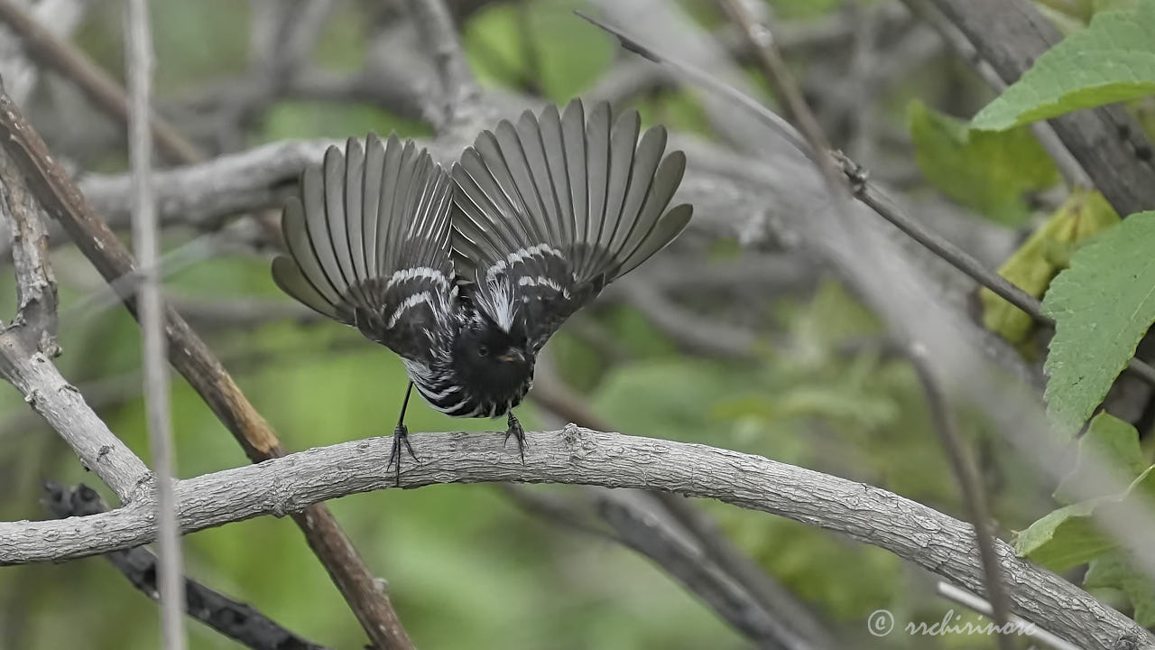 Pied-crested tit-tyrant