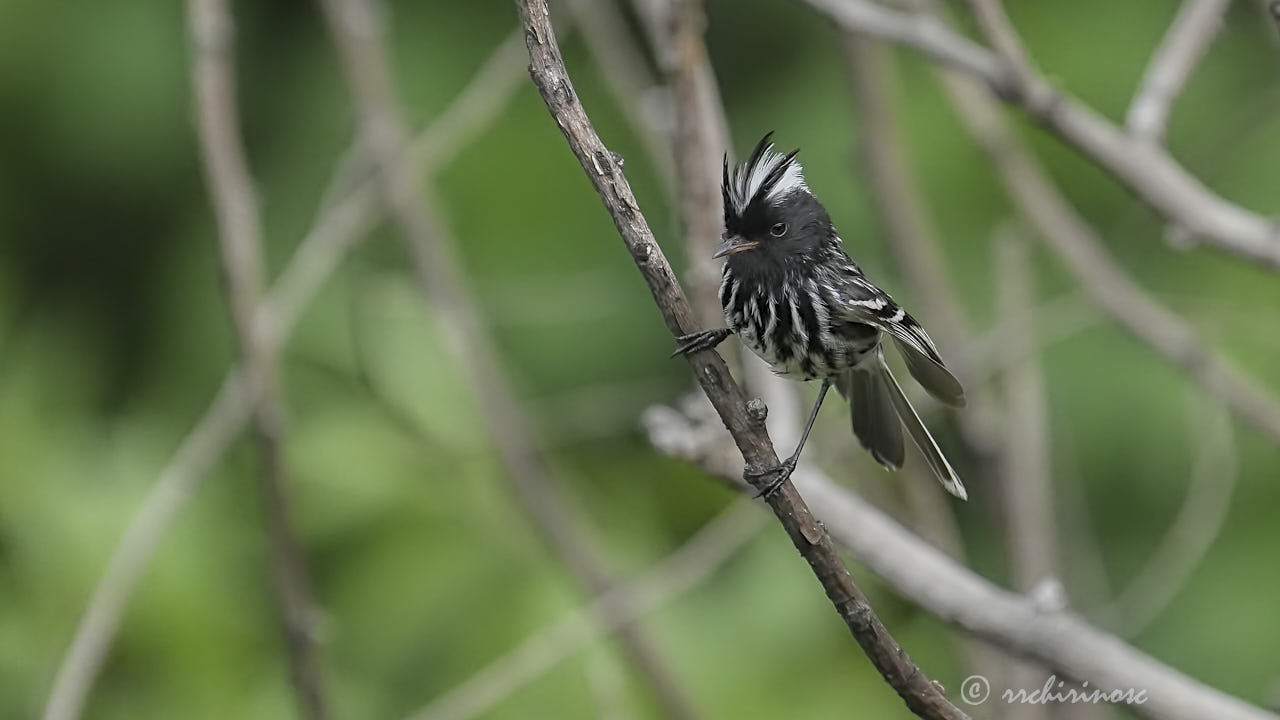 Pied-crested tit-tyrant