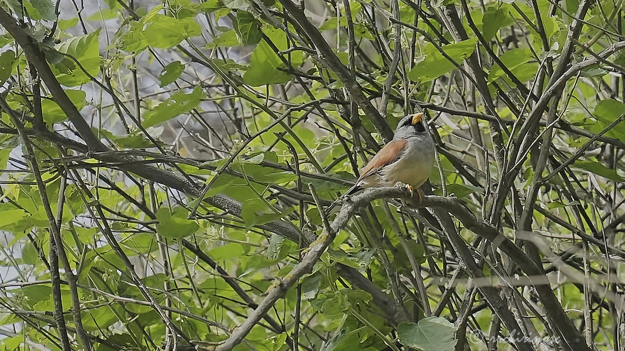 Great inca finch
