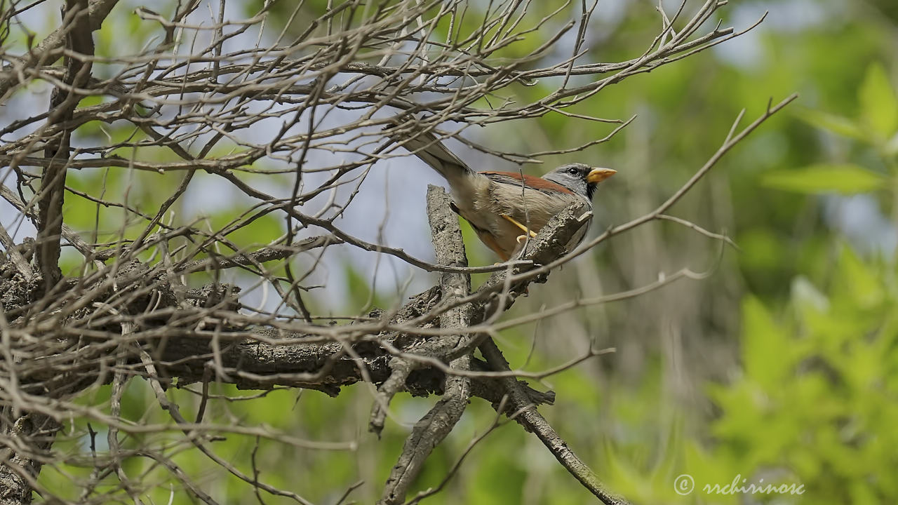 Great inca finch