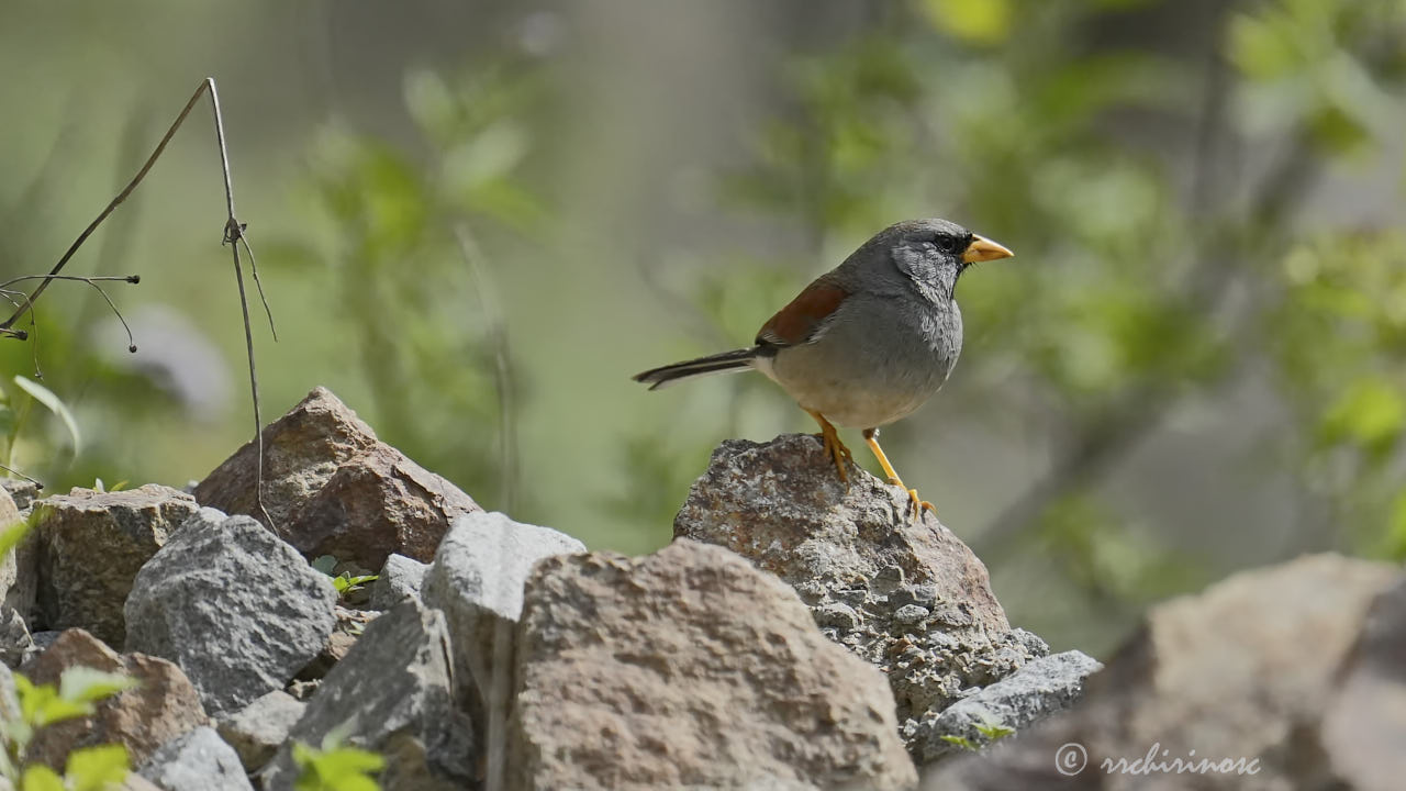 Great inca finch