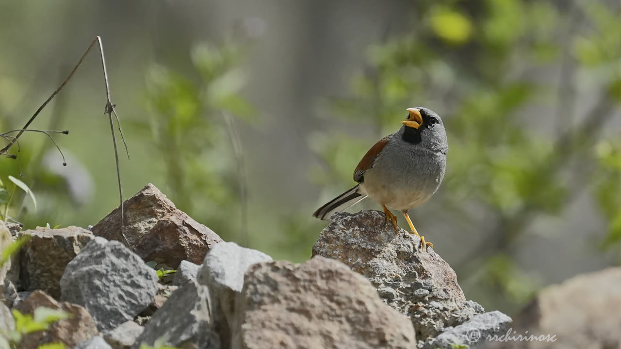 Great inca finch
