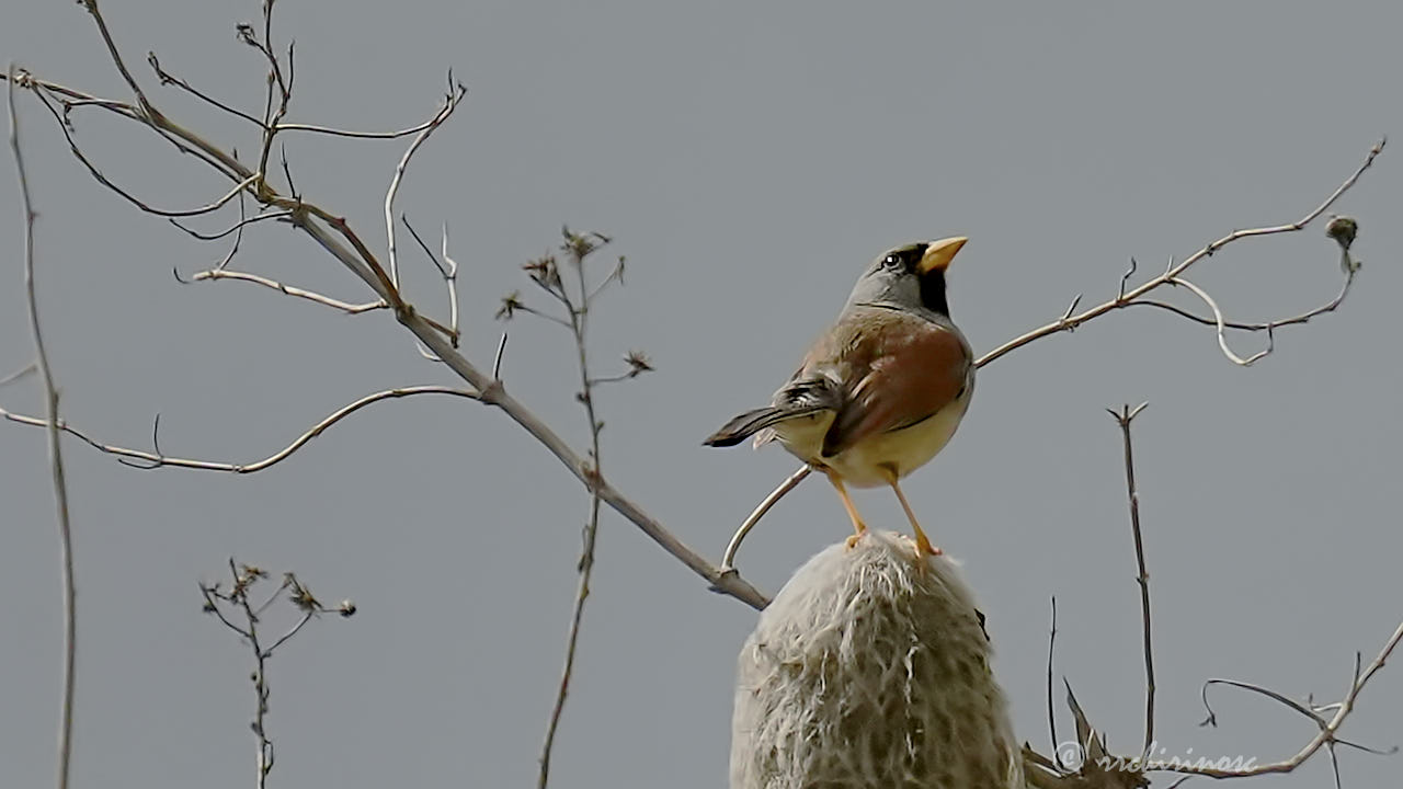 Great inca finch