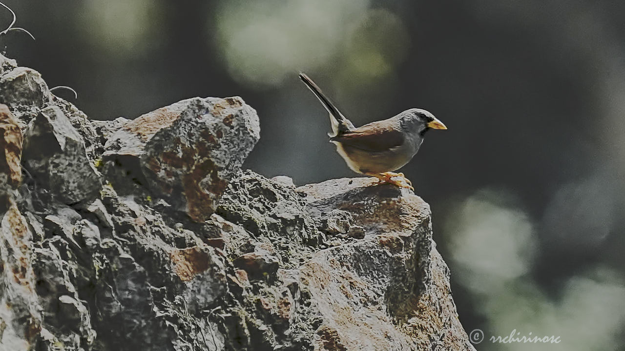 Great inca finch