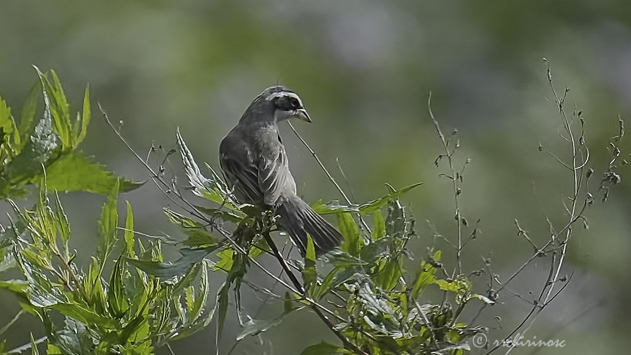 Collared warbling finch