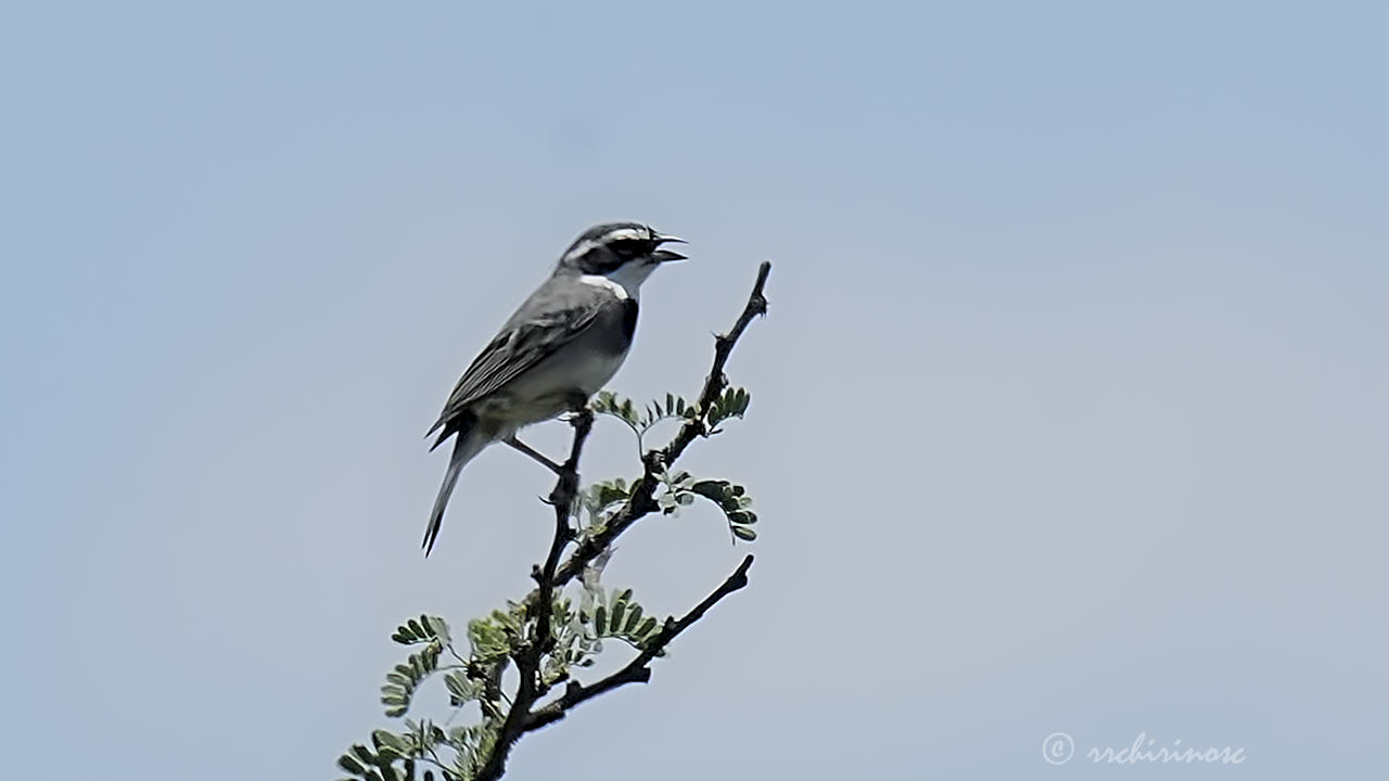 Collared warbling finch