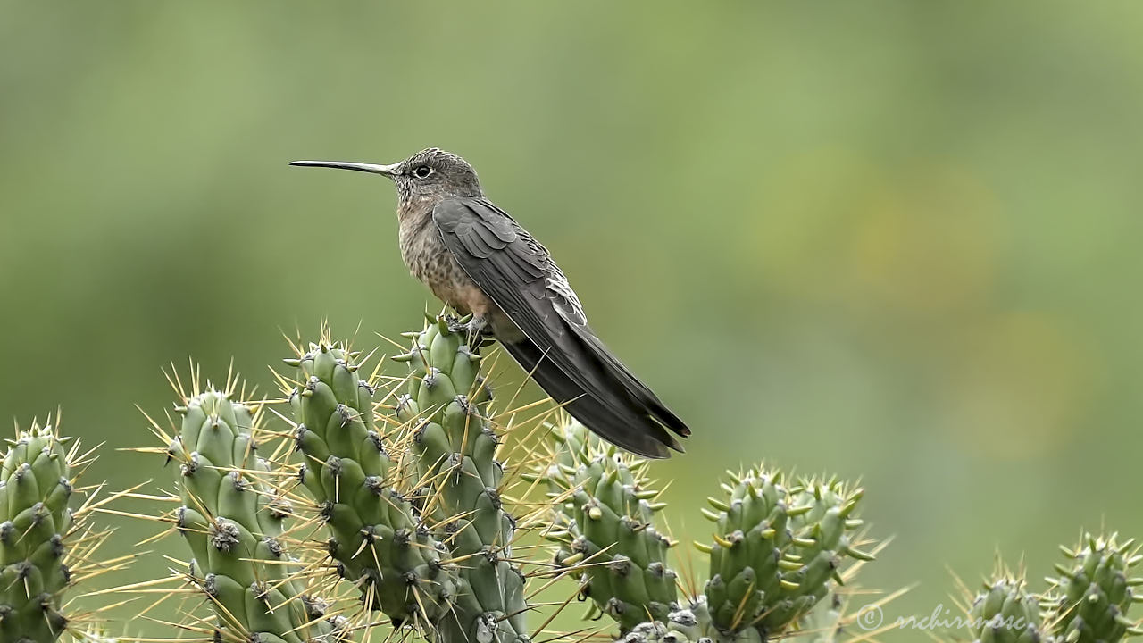 Giant hummingbird