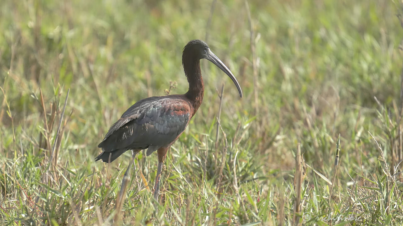 Glossy ibis