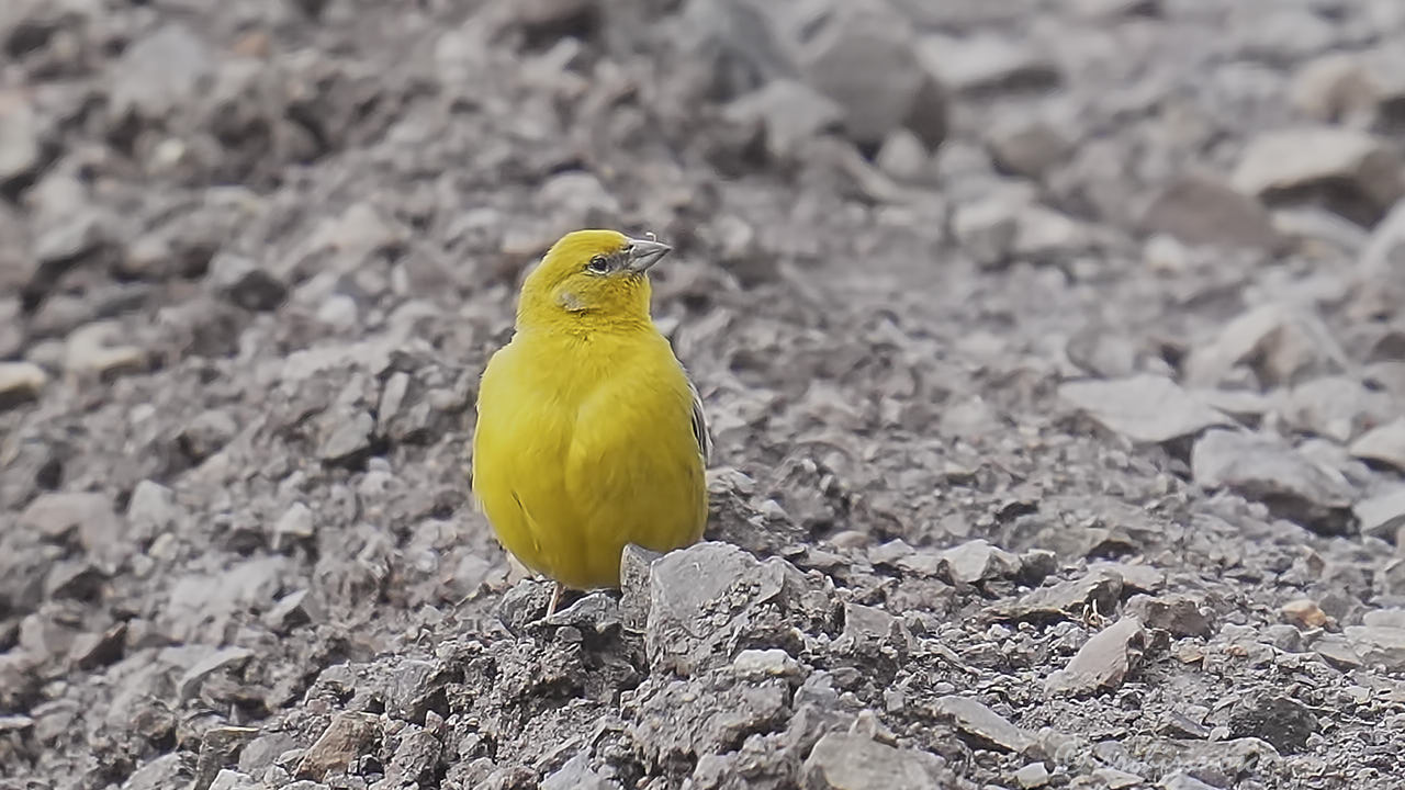 Bright-rumped yellow finch
