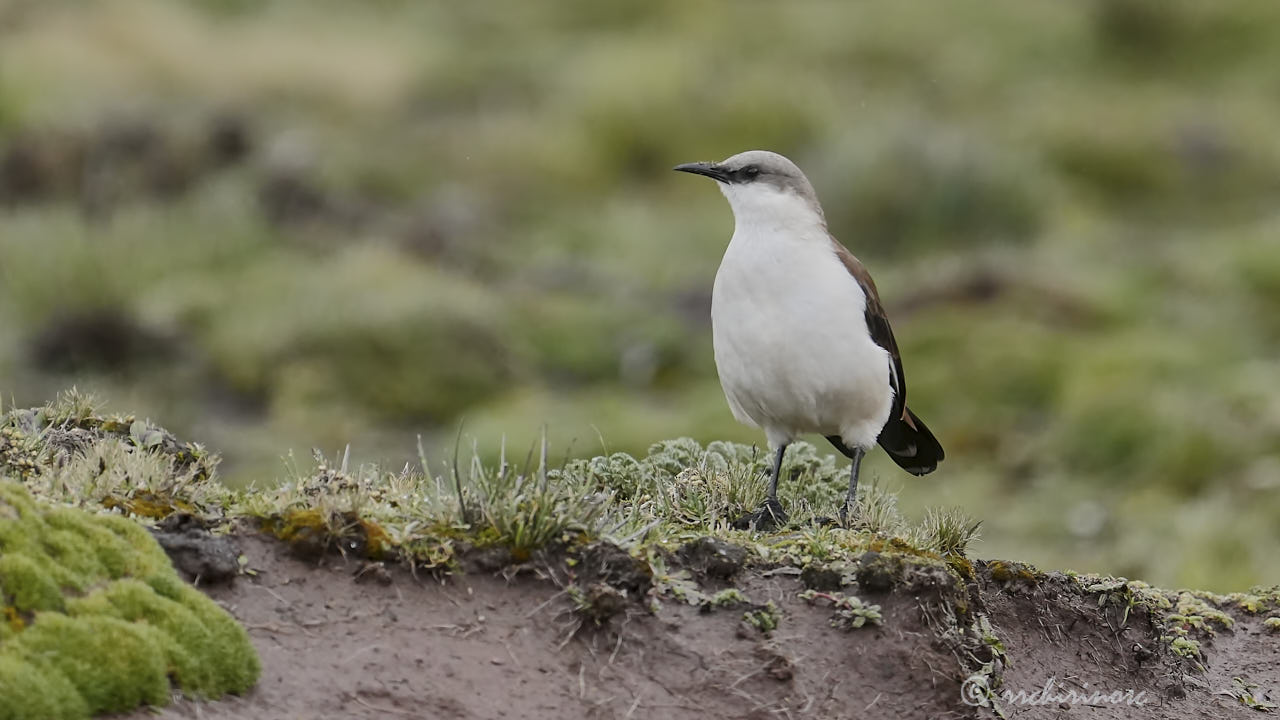 White-bellied cinclodes