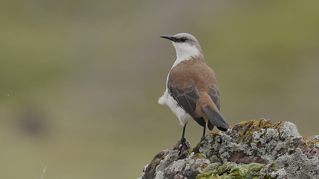 White-bellied cinclodes