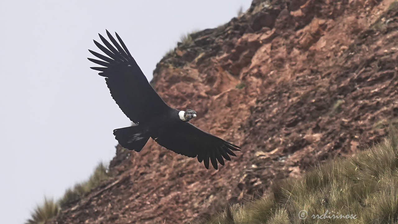 Andean condor