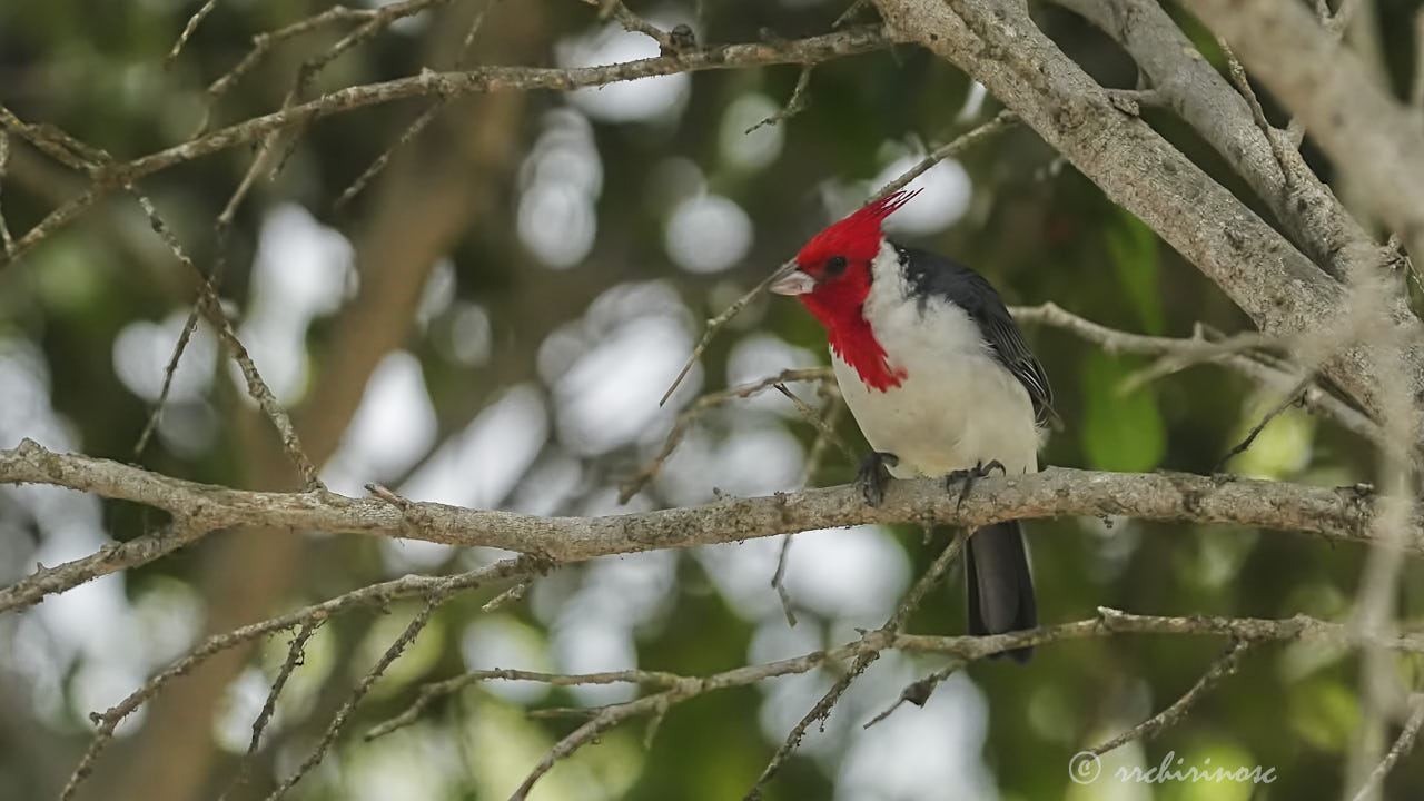 Red-crested cardinal