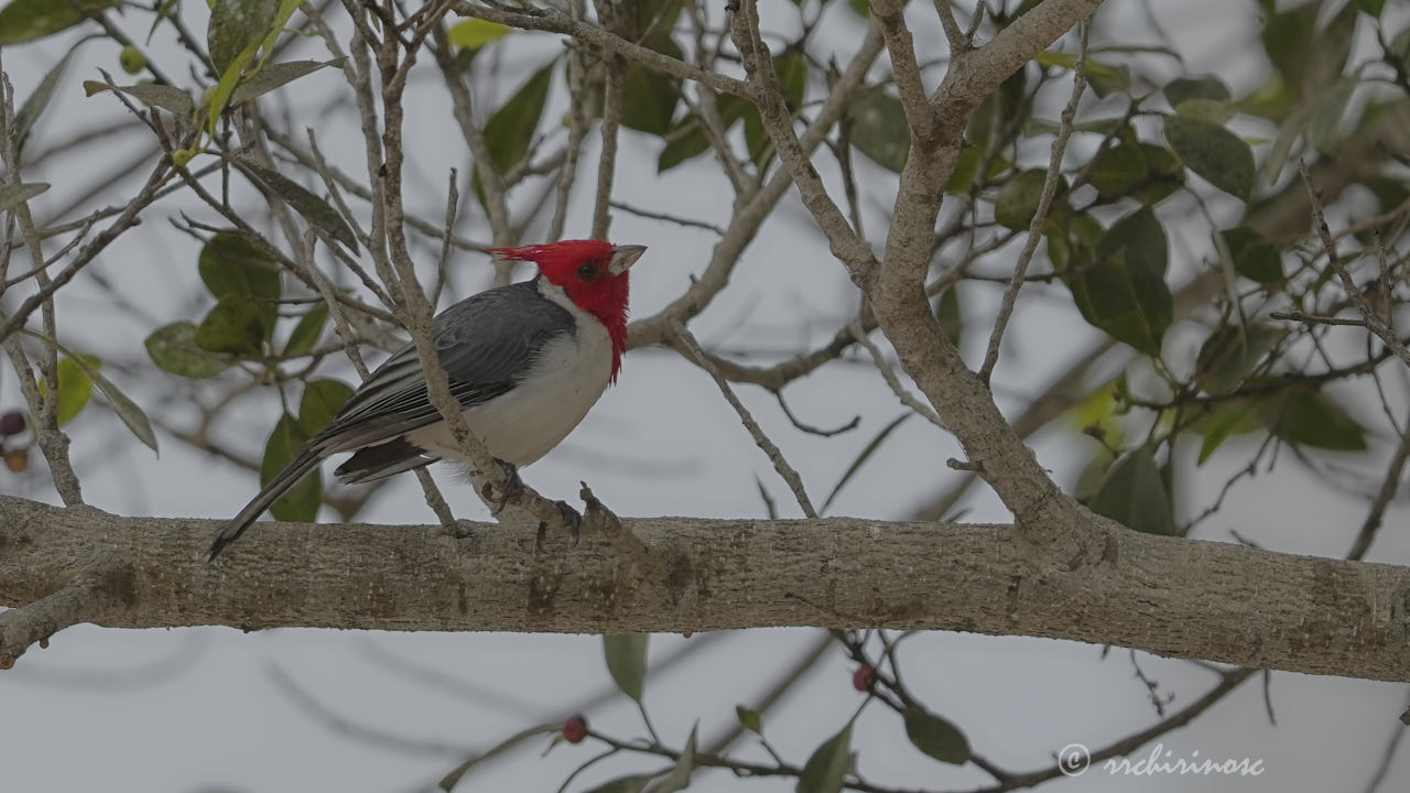 Red-crested cardinal