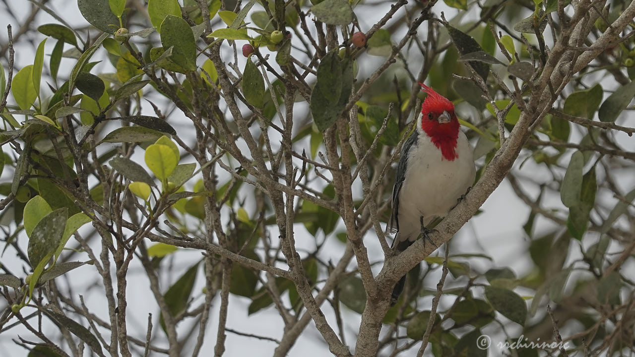 Red-crested cardinal