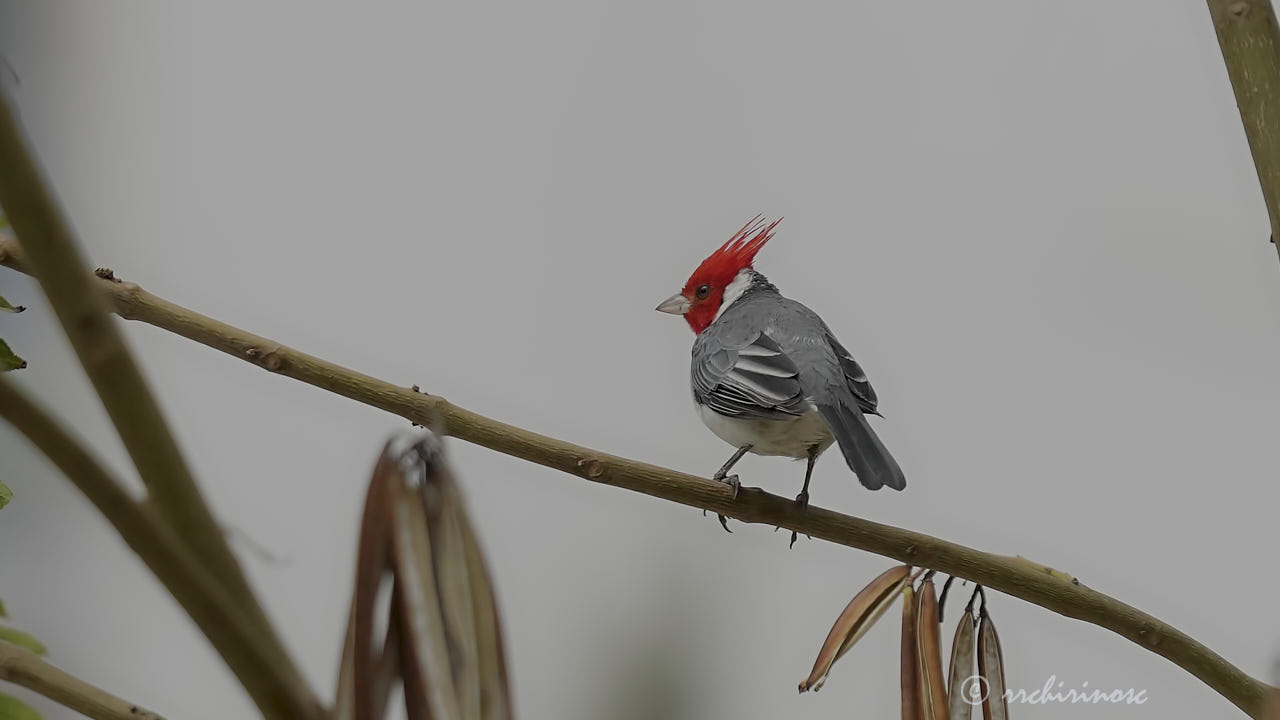 Red-crested cardinal
