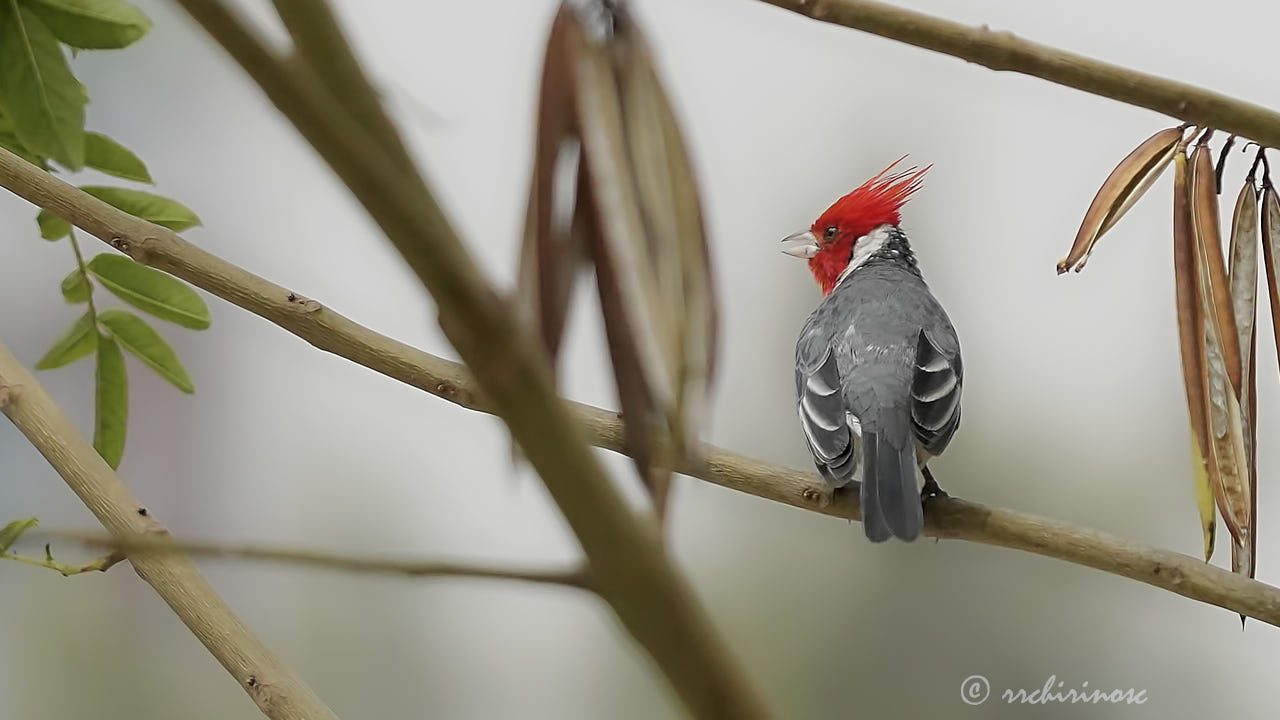 Red-crested cardinal