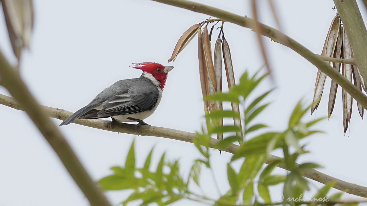 Red-crested cardinal