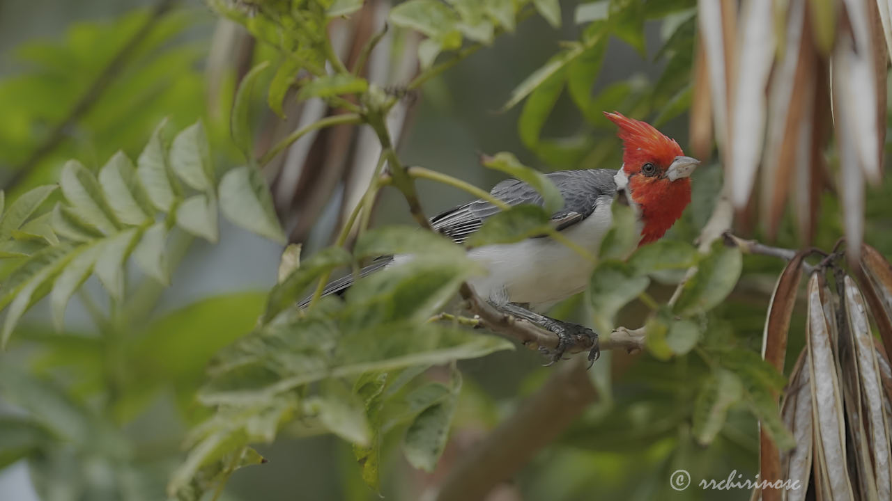 Red-crested cardinal