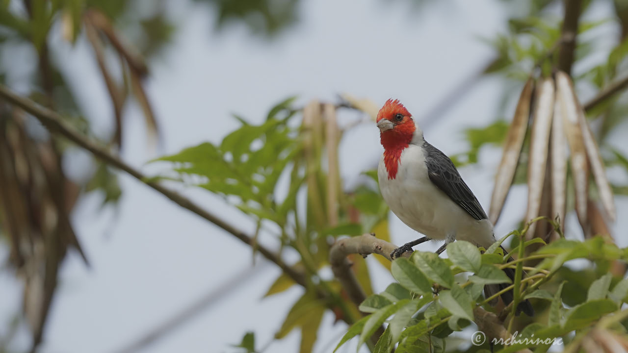 Red-crested cardinal