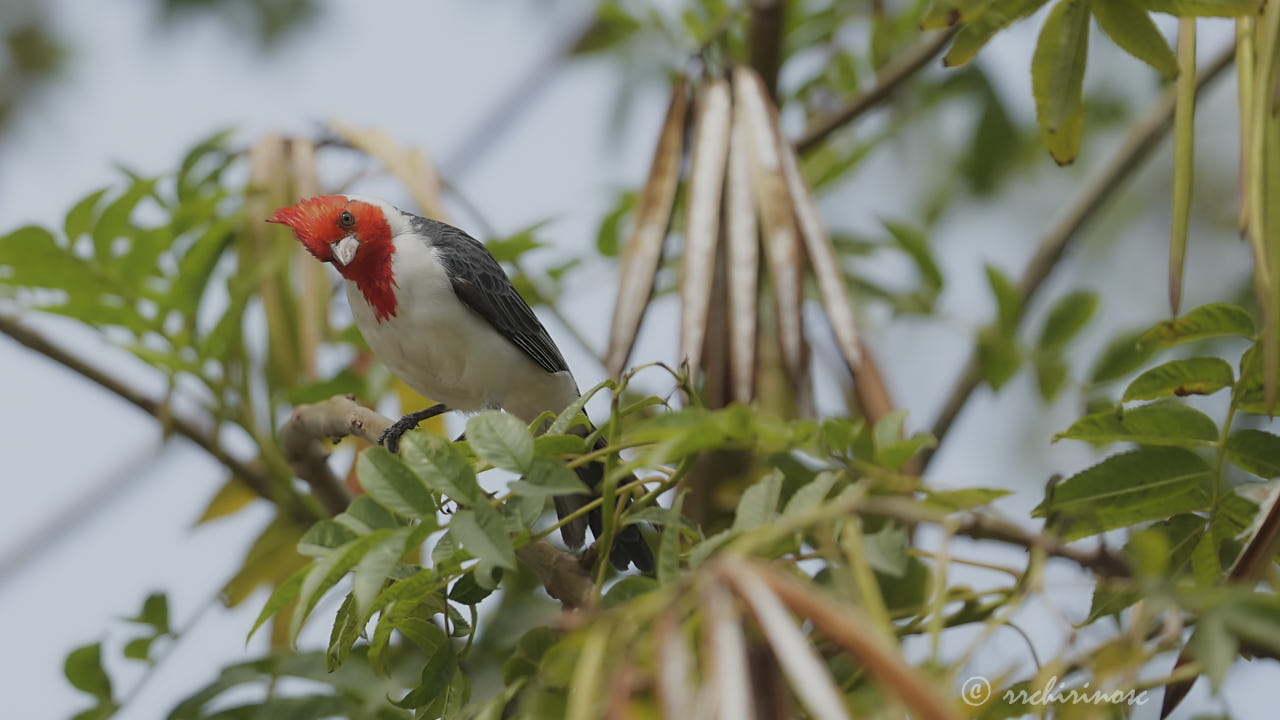Red-crested cardinal