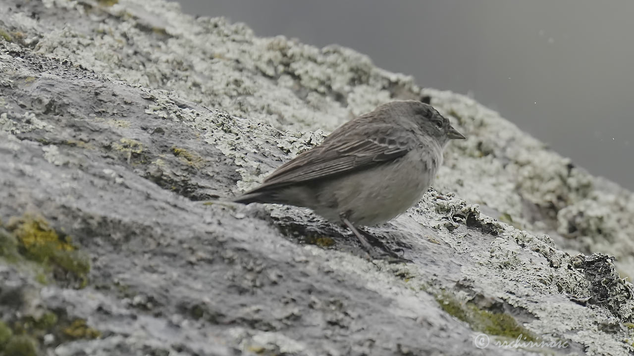 Ash-breasted sierra finch