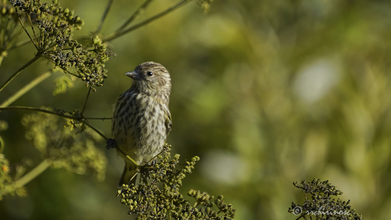 Pine siskin