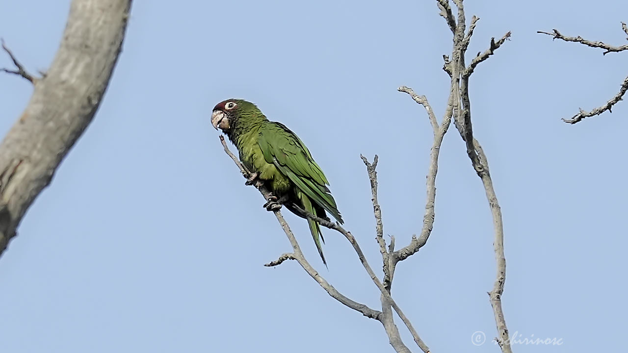 Mitred parakeet