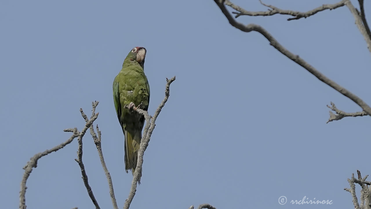 Mitred parakeet