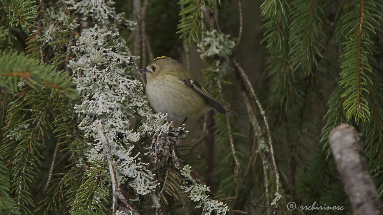Goldcrest