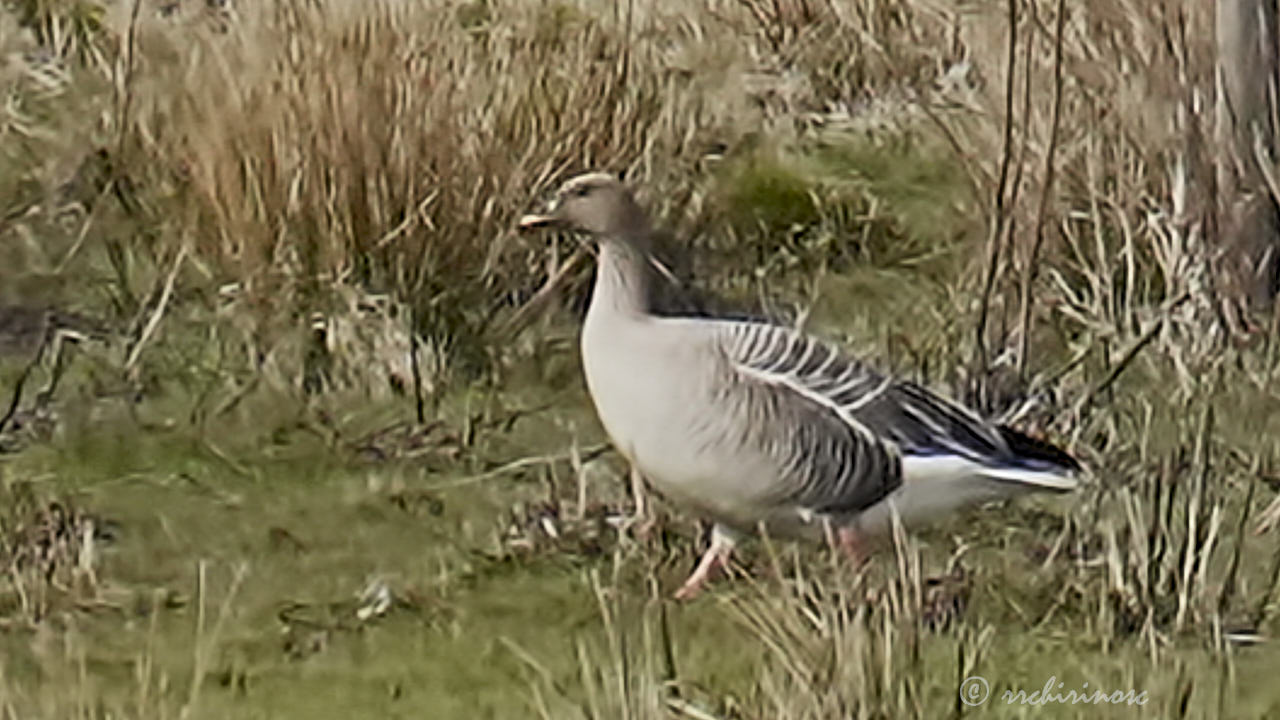 Pink-footed goose