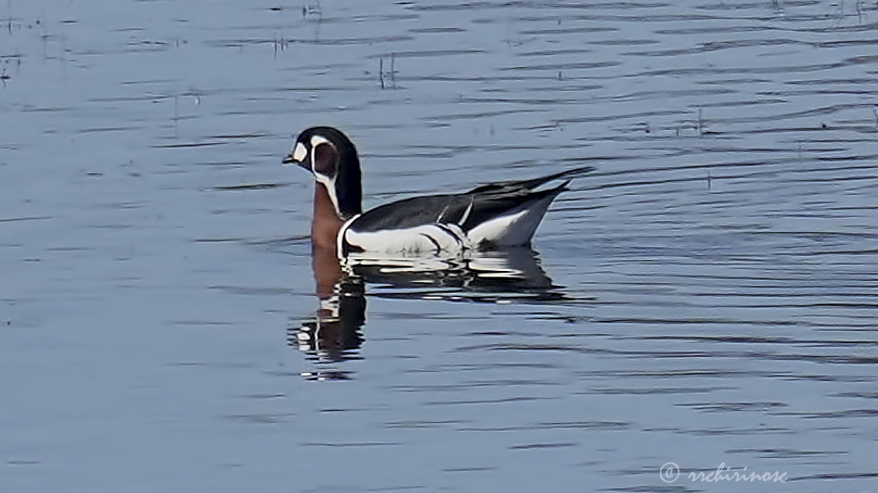 Red-breasted goose