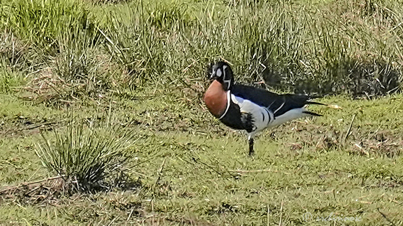 Red-breasted goose