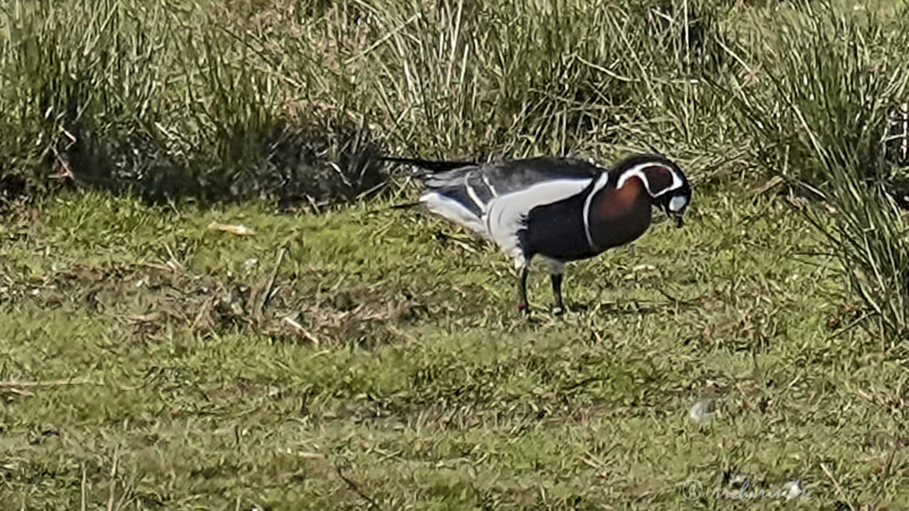 Red-breasted goose